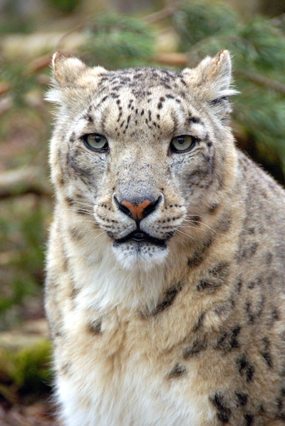 Snow Leopard